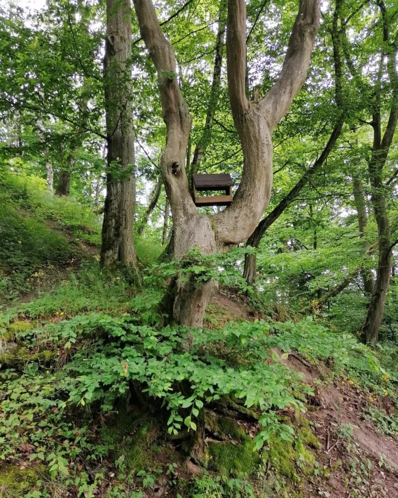 Etzling - Forêt - Chemin ruisseau